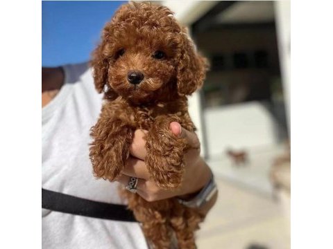 Toy poodle yavruları