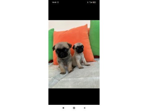 Safkan pug yavruları gaziantep
