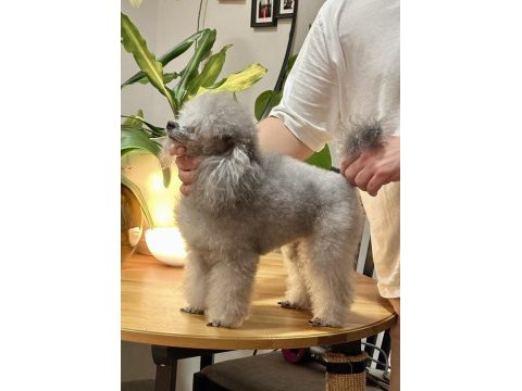 Silver toy poodle show seviye