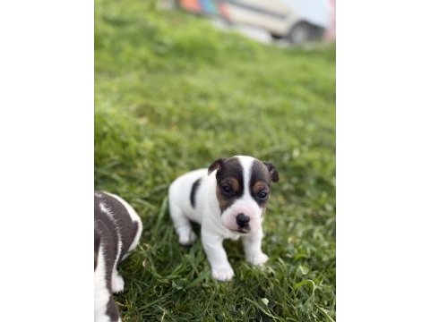 Jack russell orijinal kısa bacak kısa kuyruk