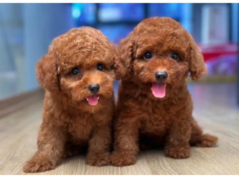 Mersinin en seçkin toy poodle yavruları