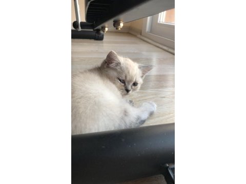 Safkan yavrular british shorthair