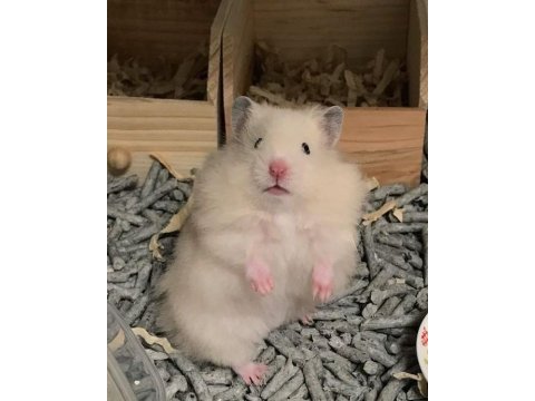 Hamster-gonzales yavruları heryere gönderim