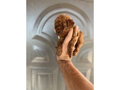 Toy poodle bebekler