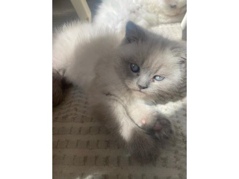 British longhair beyaz kedimiz
