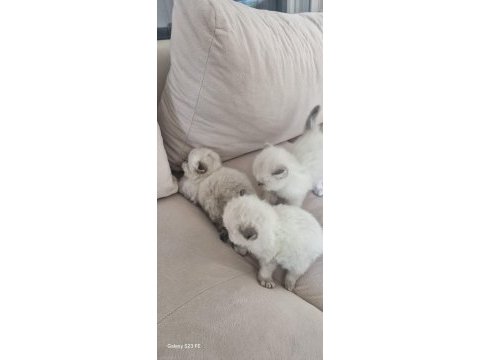 Sevgi dolu yuvalarını arayan 3 british longhair yavru