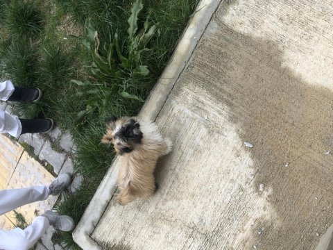 Shih tzu uygun