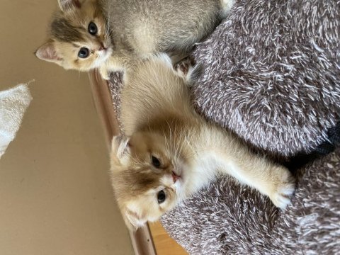 Scottish fold kediler 55 günlük oldular