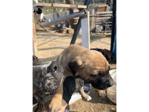Safkan dişi presa canario