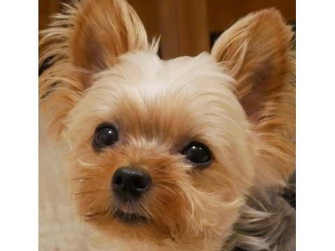 Gold silver renk yorkshire terrier