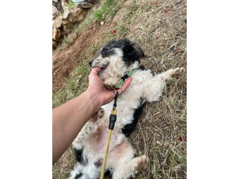 Terrier glen of ımaal
