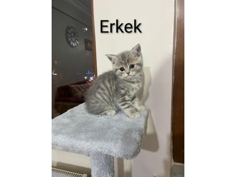 2 aylık yavru cins kedilerimiz
