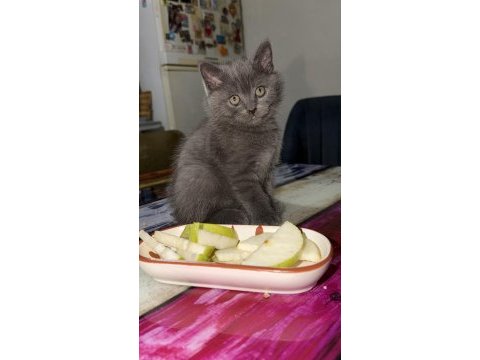 İki tatlı yavru kedimiz sahiplendirilecektir