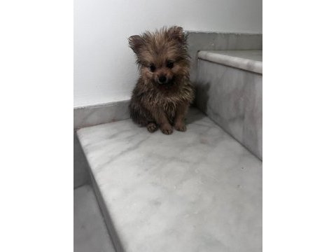 Sevimli pomeranian yavrular