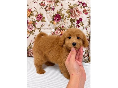 Red maltipoo biblo kızımız