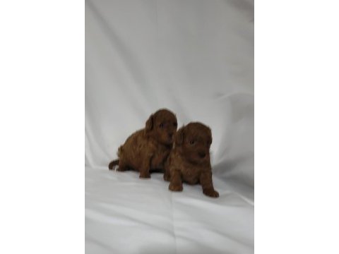 Irk ve sağlık garantili toy poodle dişi