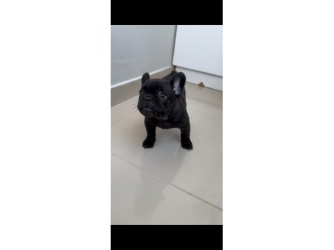Tüm exotıc renkleri taşıyan exotıc fransız bulldoglar