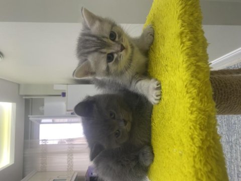 İki adet kaldı elimde biri kız ve biri erkek kediler