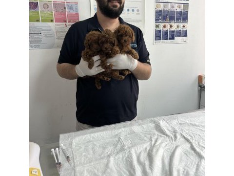 Teacup premium poodle yavrularımız
