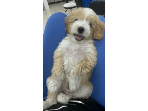 Maltipoo 3 aylık erkek
