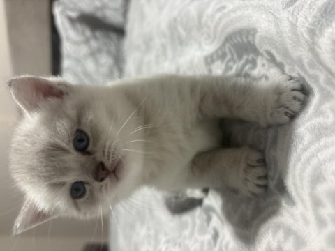Safkan ve iri cins british shorthair anne altından