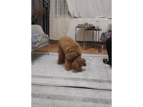 Sevecen güzel köpeğimiz