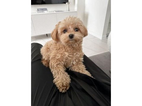 Yuvasına gitmeye hazır maltipoo bebekler