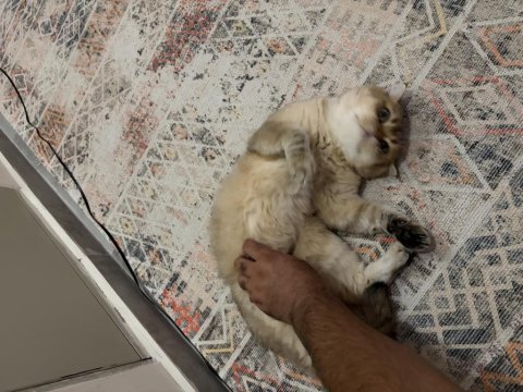 Dişi ve erkek kedimiz ücretsiz sahiplendirilecektir