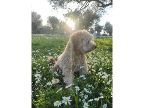 10 aylık eğitimli maltipoo
