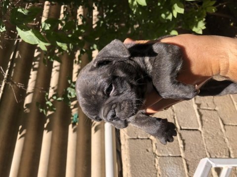 22 haziran doğumlu french bulldog