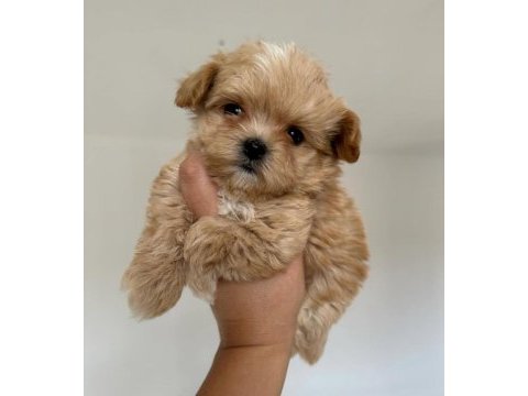 Orjinal kore kan kilo garantili maltipoo yavrularımız