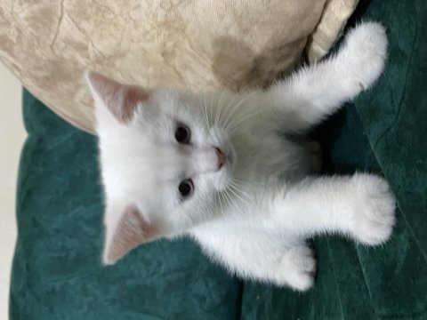 British shorthair erkek yavru
