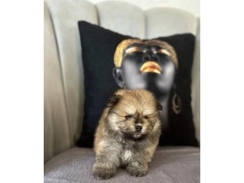 Pomeranian erkek yavrumuz