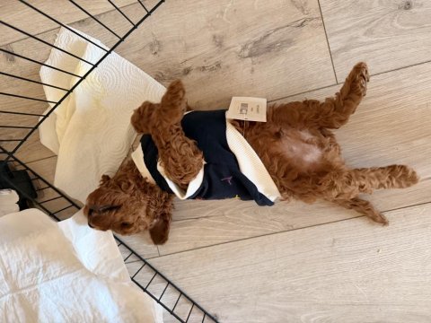 2 aylık dişi erkek poodle yavrularım