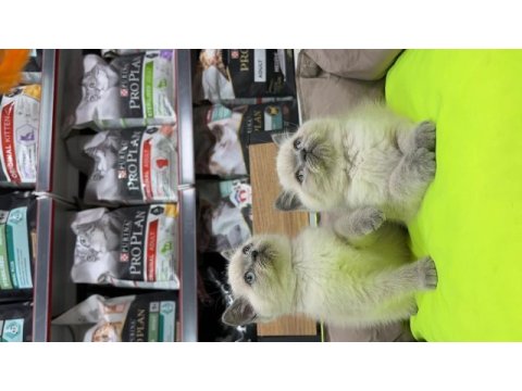Ayı surat blue point british shorthair yavrularımız
