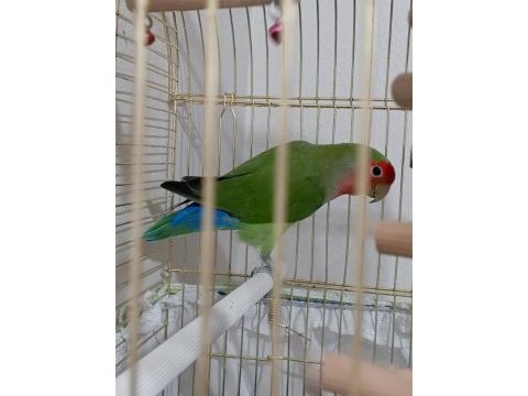 Rengarenk cennet papağanı