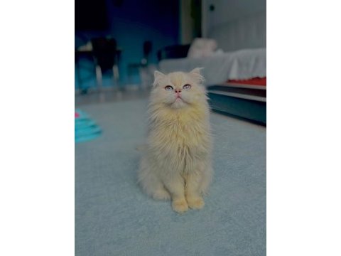 Sahiplendirme british longhair