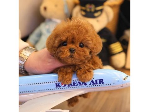 Korenın en ozel toy poodle bebıslerı