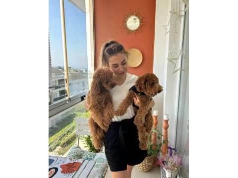 Bizim poodle bebişler evden