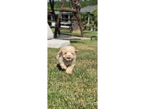 Akıllı ve tüy dökmeyen karakteriyle maltipoo yavrusu