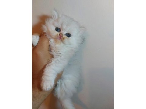 Sampiyon anne babadan saf british longhair bebekler