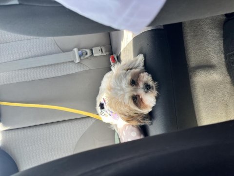 5 aylık shih tzu