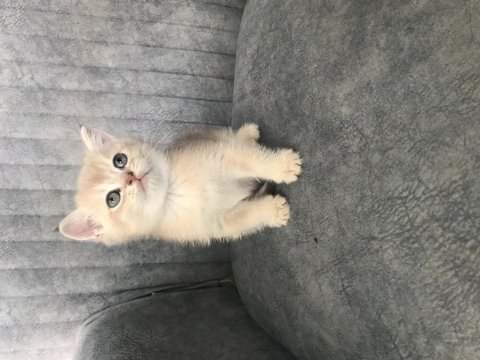 Altın british shorthair bebişler