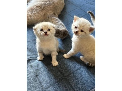 Birbirinden güzel british shorthair bebeklerimiz
