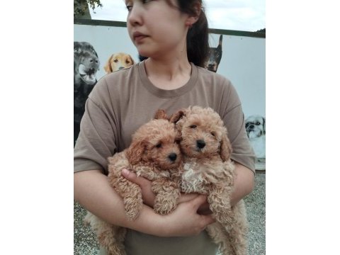 Maltipoo bebek yüzlü tatlılar