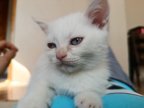 13 haziran doğumlu erkek bluepoint yavrumuz