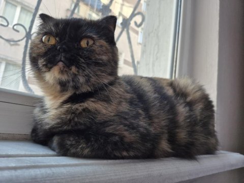 Kaplumbağa kabuğu renginden scottish fold