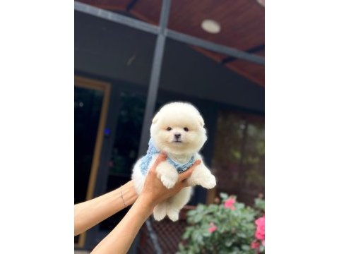 Karbeyaz pomeranian boo