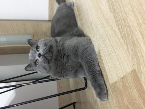 5 yasında erkek kedimiz