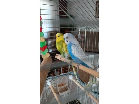 Yellowface dişi sky blue erkek muhabbet kuşu